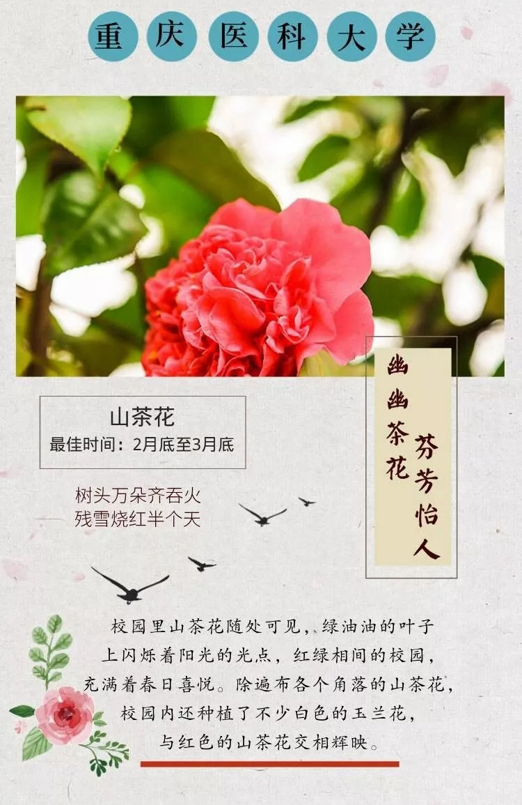 重庆各大高校的浪漫花语