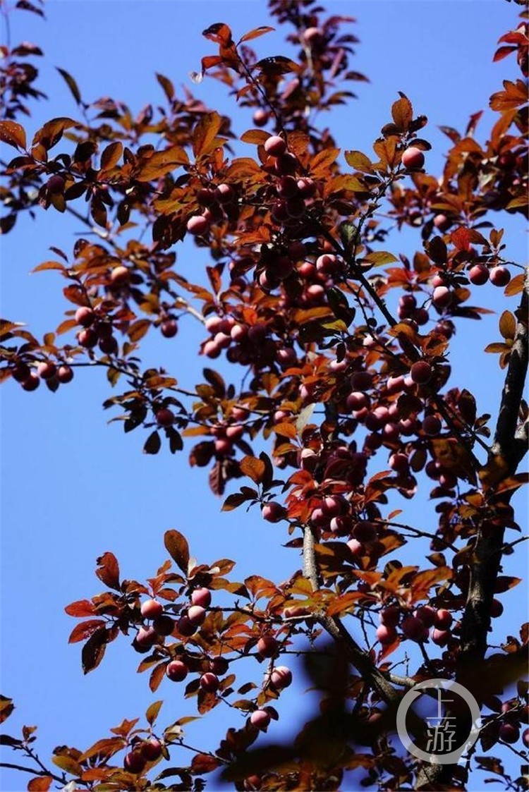 街边红叶李又挂果城市管理部门有农药别摘