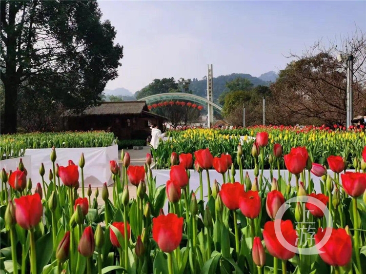 【开元体育在线官网】官宣！2021年重庆春季赏花攻略来了，开州这几个地方最适合赏花！(图2)