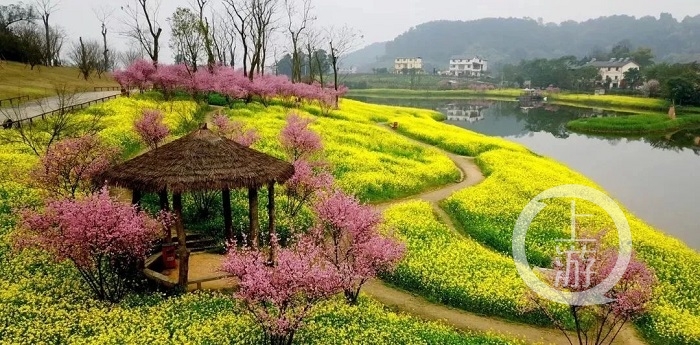 【开元体育在线官网】官宣！2021年重庆春季赏花攻略来了，开州这几个地方最适合赏花！(图3)