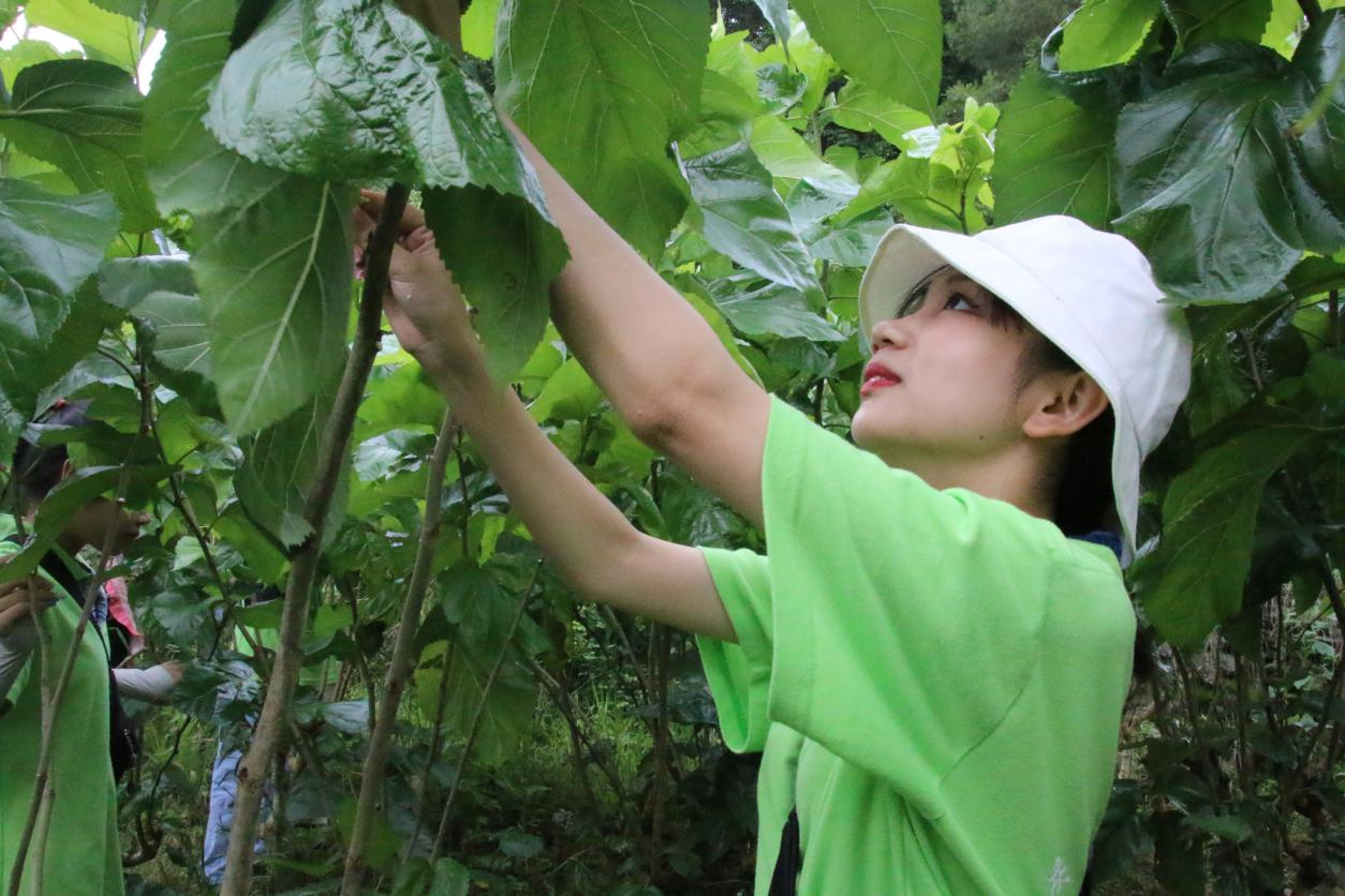 图为太河村蚕桑基地的工作人员正在给志愿者们讲解采桑叶的注意事项.