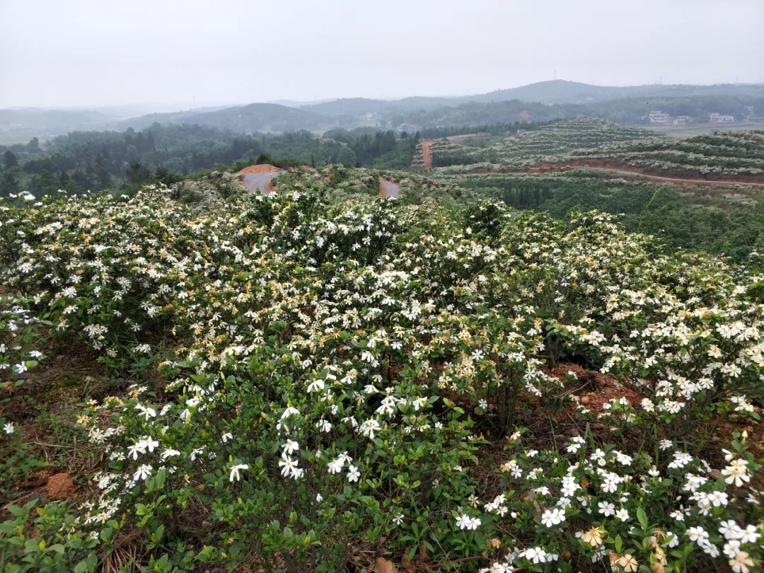 第二届栀子花文化旅游节 建设栀子产业特色镇 打造文旅融合样板区 上游新闻