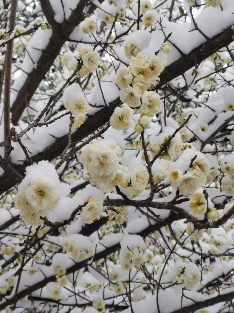 缙云丨马香菊清夜梅花