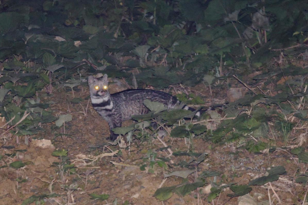 国家一级保护动物大灵猫首次在四川黑竹沟国家级自然保护区“出镜”