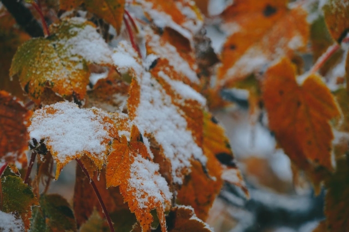 雪中红叶图片唯美图片