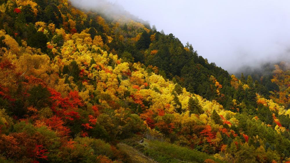 四川理县米亚罗红叶温泉冰雪季11月20日启幕四条旅游线路等你来