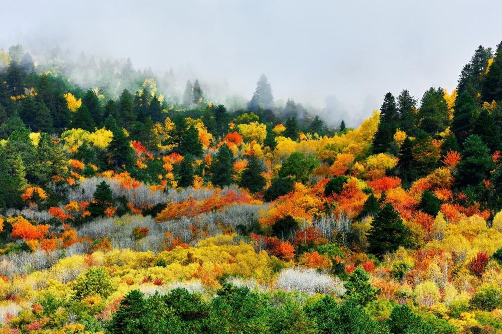 四川理县米亚罗红叶温泉冰雪季11月20日启幕四条旅游线路等你来