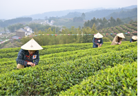 赏梨花采春茶，璧山邀你“围炉煮茶”