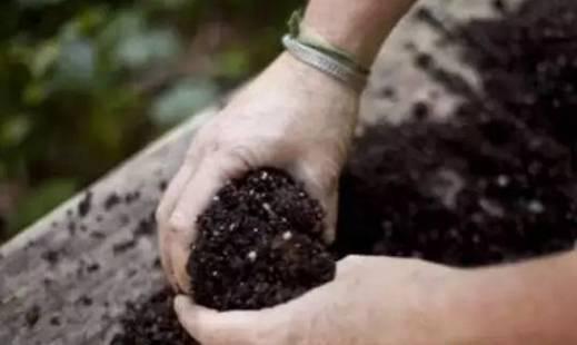 养花土壤知多少 7大土壤问题1分钟解决 上游新闻 汇聚向上的力量