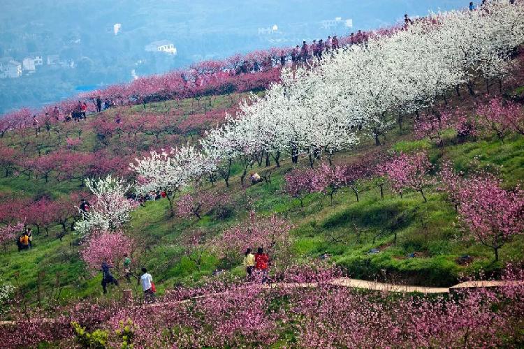 活动内容:观赏桃花,登山活动时间:3月活动地点:曾家镇虎峰山景区2018
