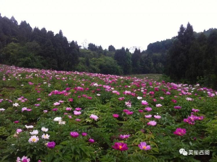 中江县元兴乡第二届乡村旅游节4月8日开幕