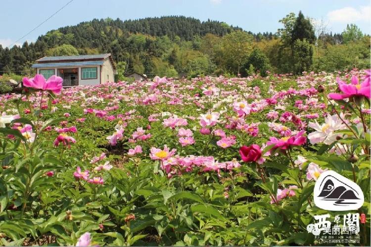 中江县元兴乡第二届乡村旅游节4月8日开幕