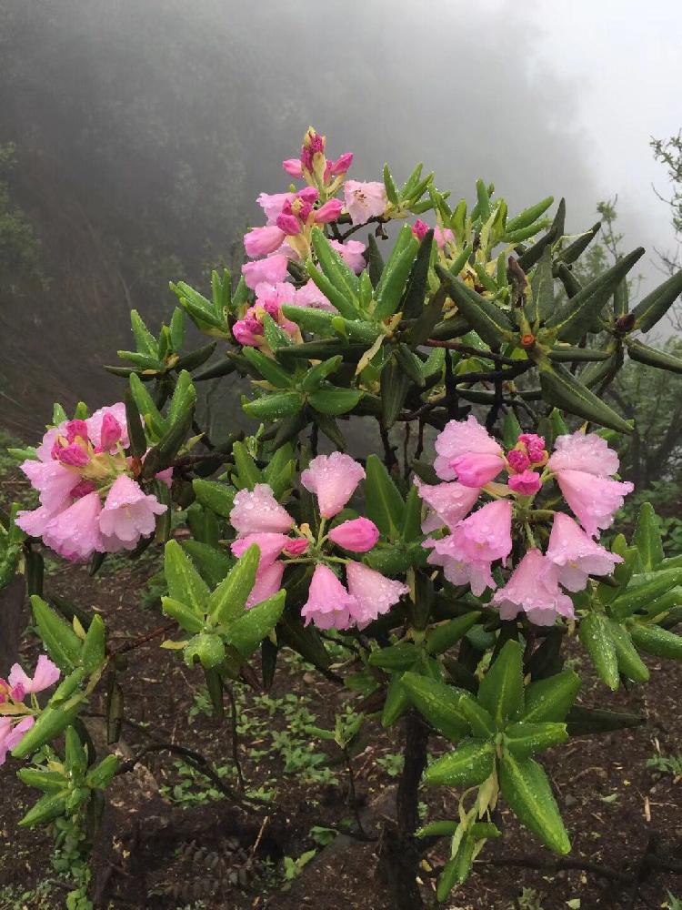 重庆最美杜鹃花就在武隆白马山 上游新闻