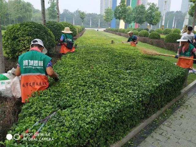 品质潍坊，潍城担当！潍城区园林处精细化修剪大比武圆满结束！