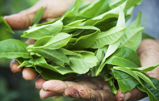 食物并不是越新鲜越好 它们存在的安全隐患更高