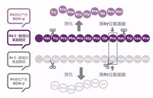 研究发现：A2蛋白质才是牛奶蛋白质最初的模样