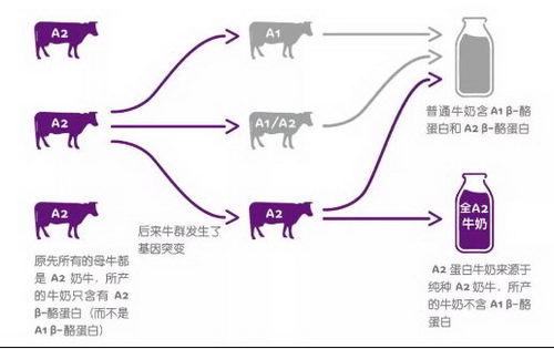 研究发现：A2蛋白质才是牛奶蛋白质最初的模样