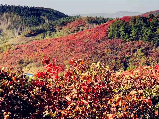 河南桐柏：第五届黄岗红叶节开幕