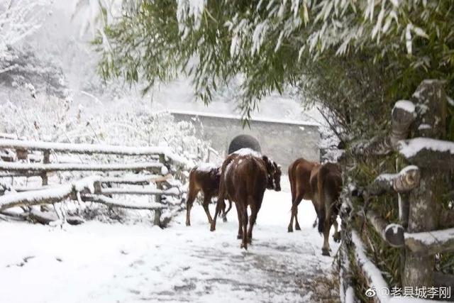 太白县、玉华宫、汉中、周至老县城都下雪了，你穿秋裤了么？