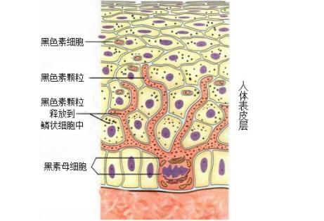 代涛博士健康讲座之：长了胎记到底能不能够去掉？会不会有后遗症