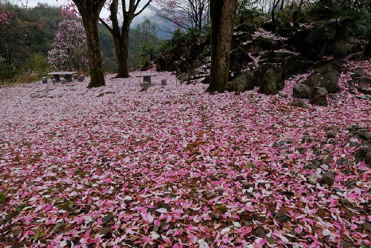 去北川旅游，药王谷景区——国家AAAA级旅游景区