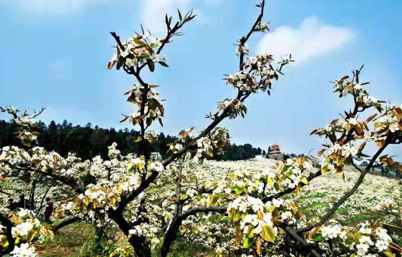 万亩梨花又开放渝北放牛坪第十一届梨花节本月15日开幕