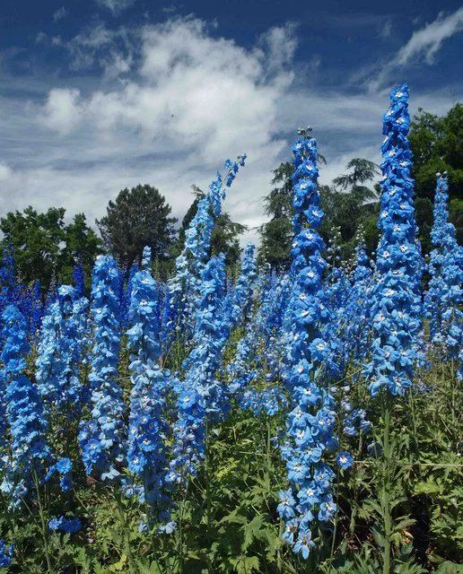 蓝色花卉有多罕见 28万种品种中 只有不到10 上游新闻 汇聚向上的力量