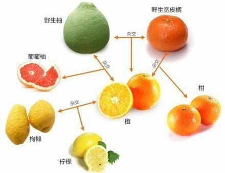 2,为什么橙子比柚子好剥皮,但比橘子难剥?