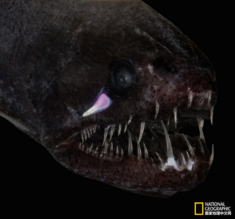 好奇心日报 深海鱼为何这么黑 上游新闻 汇聚向上的力量