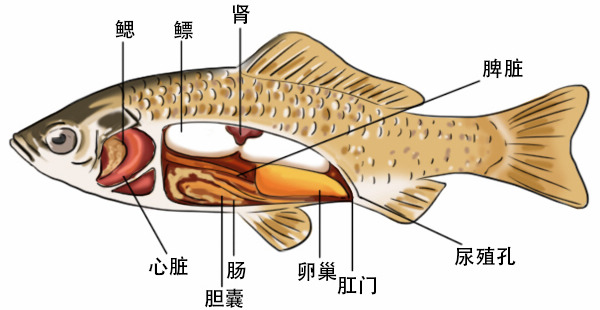 什么 鱼竟然也可能会溺水 上游新闻 汇聚向上的力量