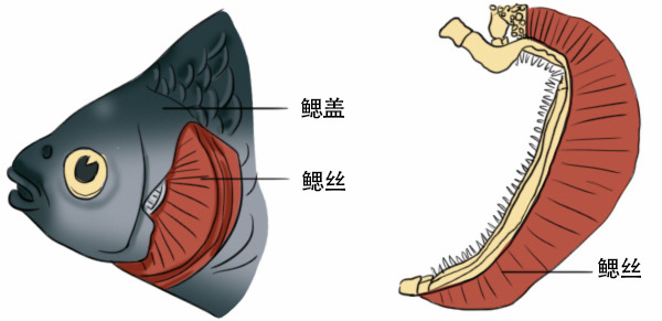 什么 鱼竟然也可能会溺水 上游新闻 汇聚向上的力量