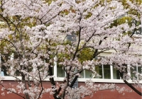 网红狂摇樱花树拍照，别披着文化公司的皮干没文化的事 