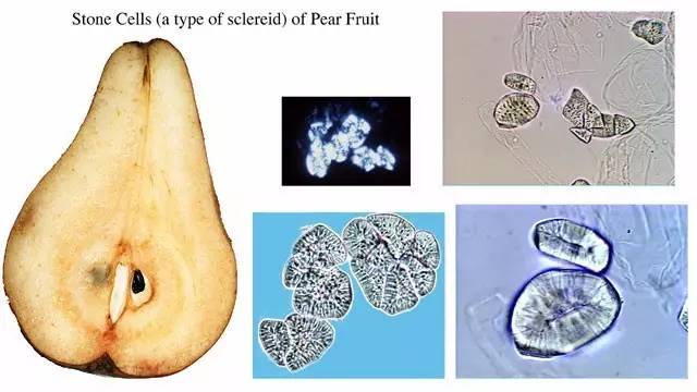 这种颗粒其实是梨子果肉中成簇的石细胞,这是蔷薇科苹果亚科梨属
