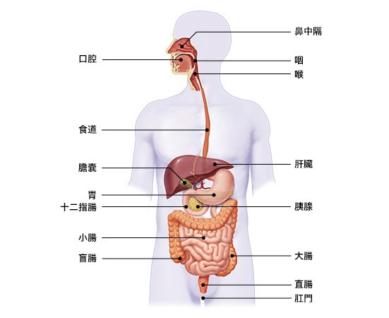 胃部位置图片人体图片