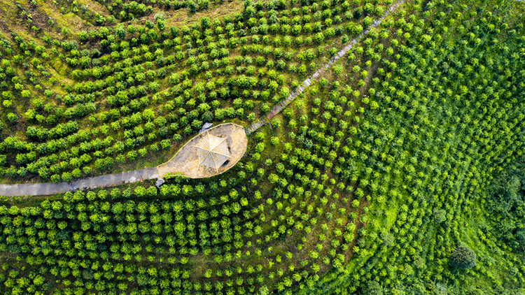 重庆茶叶种植场地（重庆种植茶叶的有利自然条件） 重庆茶叶莳植
园地
（重庆莳植
茶叶的有利天然
条件）《重庆种茶基地》 茶叶资讯