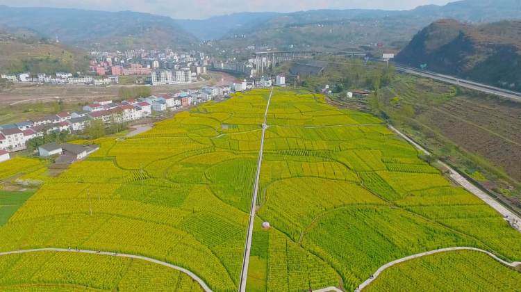 石柱县三河镇:"以花为媒"助推旅游蓬勃发展
