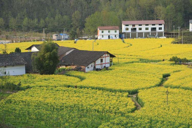 石柱县三河镇:"以花为媒"助推旅游蓬勃发展