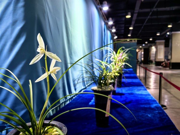 本届兰花展由重庆市城市管理局主办,重庆市园博园管理处,重庆市兰花