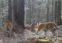 吉林天桥岭林区首次拍到野生东北虎“亲子照”
