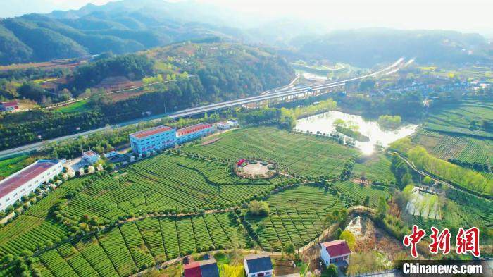 陕西西乡36万亩茶园迎来春茶采摘期