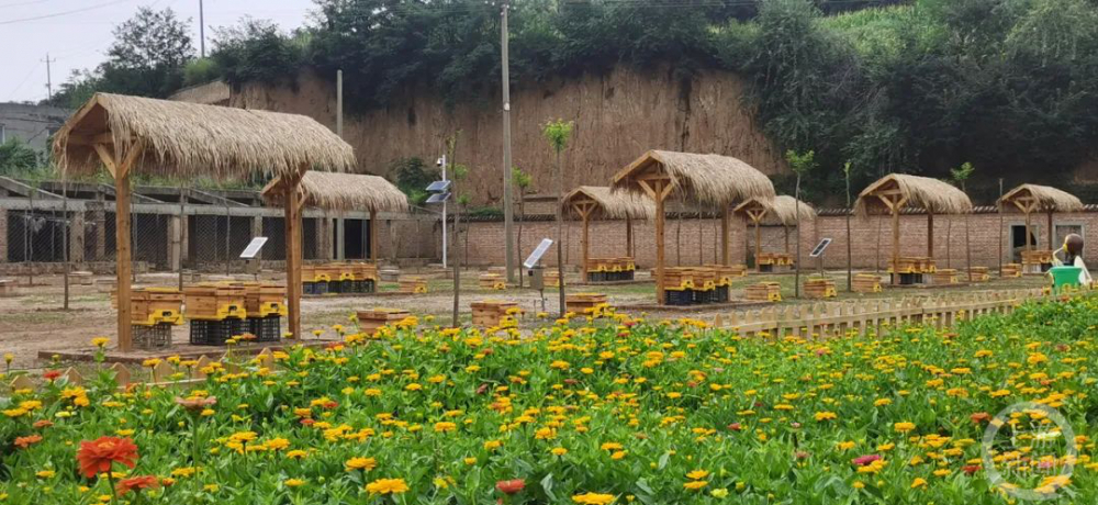 乡村振兴看山西临汾古县四因聚力养中蜂甜蜜经济结硕果