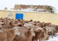 新疆多地公布冬季转场进展，要求强降雪考验下确保安全