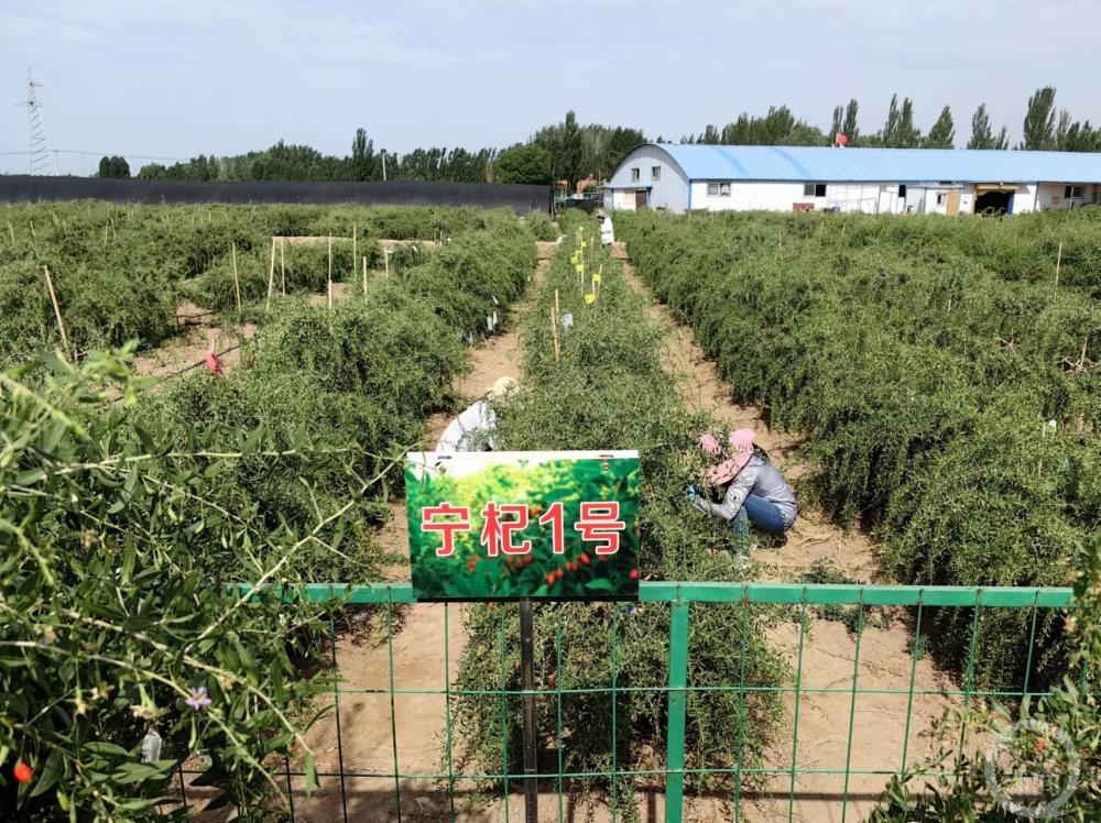 中国枸杞之乡图片