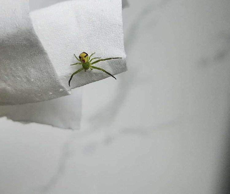 四川网友拍到的这只蜘蛛小表情绝了