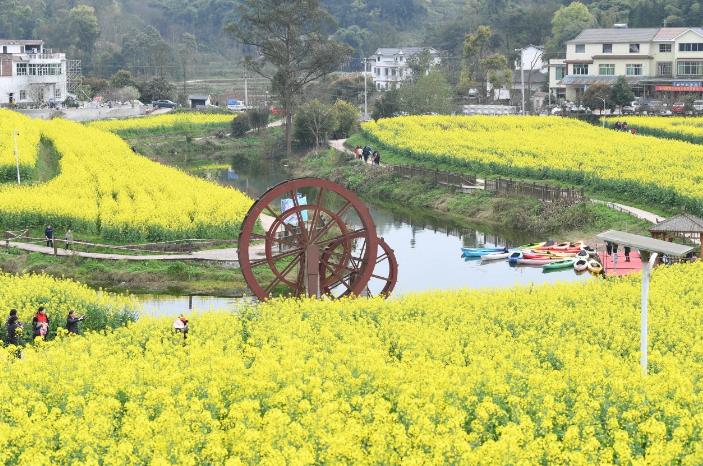 江津黄庄5000亩油菜花海已经金黄