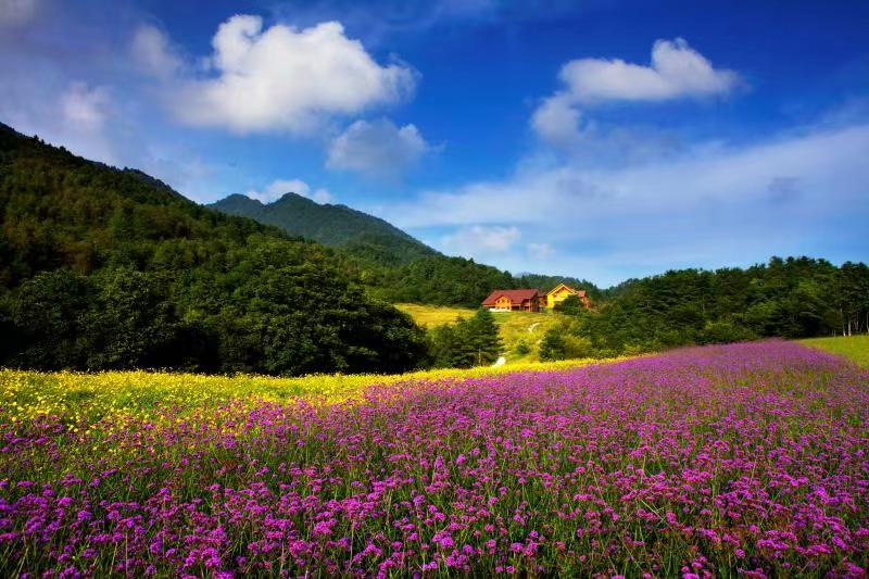 红池坝花海图片