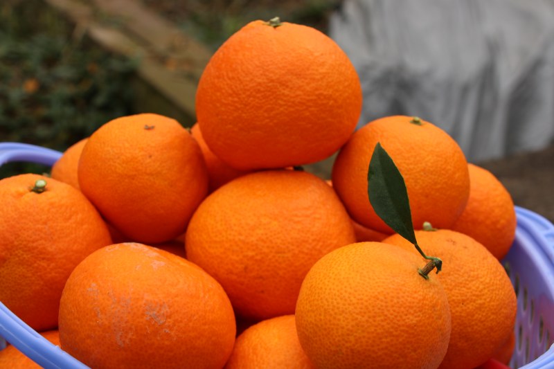 丰收的季节硕果累累挂满枝头 - 上游新闻