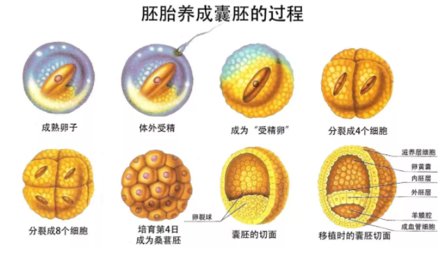 西南医院为你解答做试管婴儿都需要囊胚培养吗