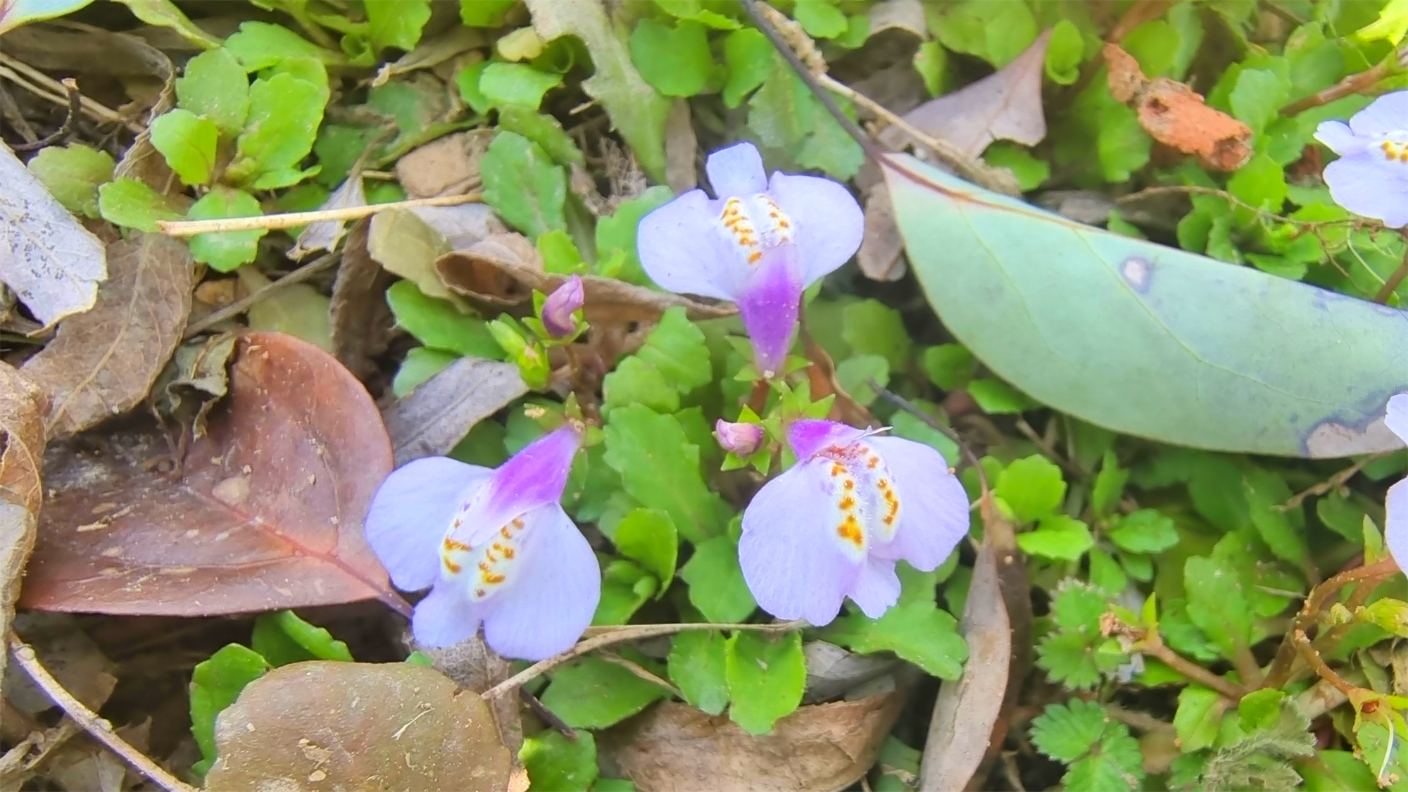 通泉草花序类型图片