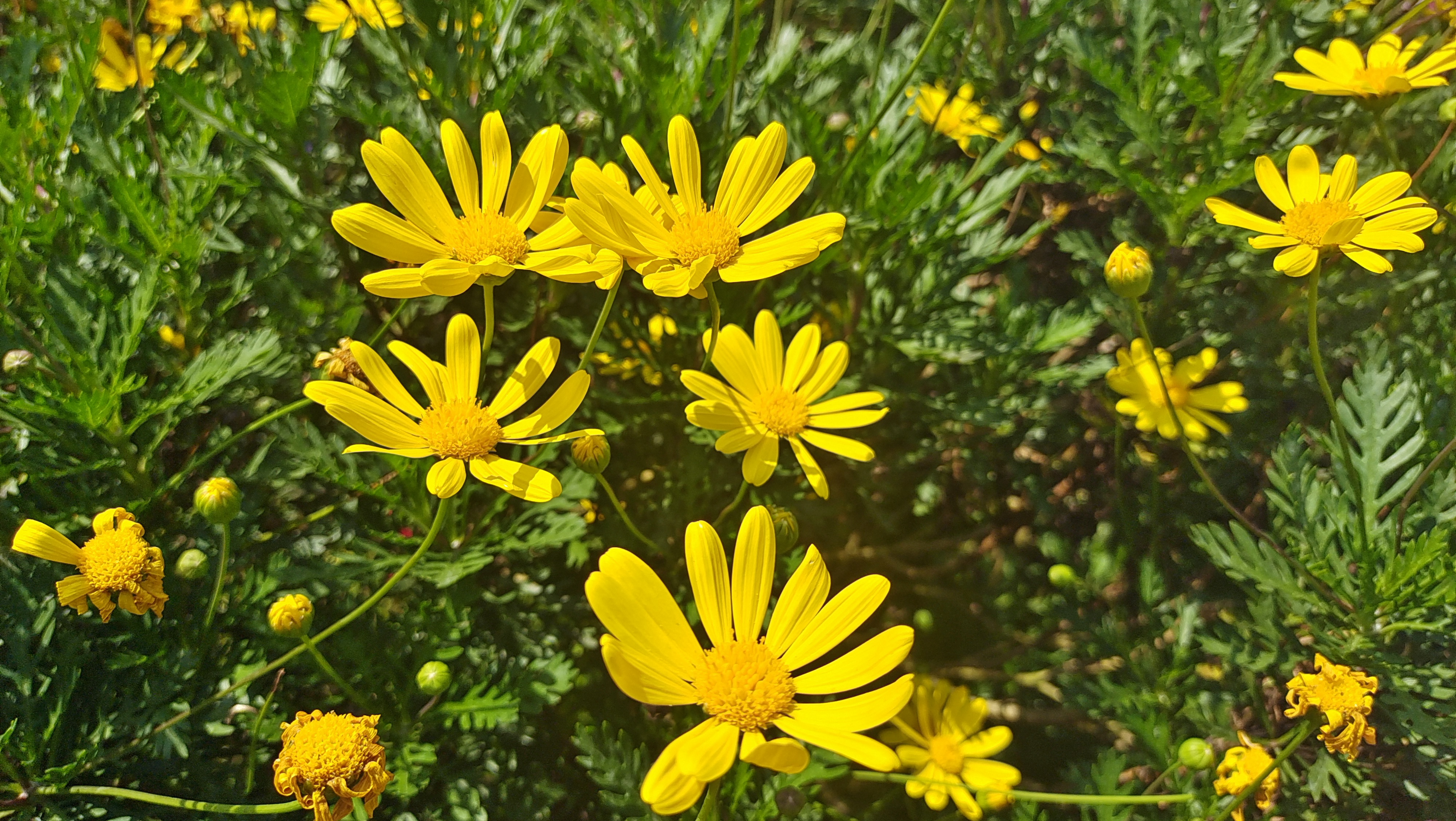 黄金菊一年四季开花图片